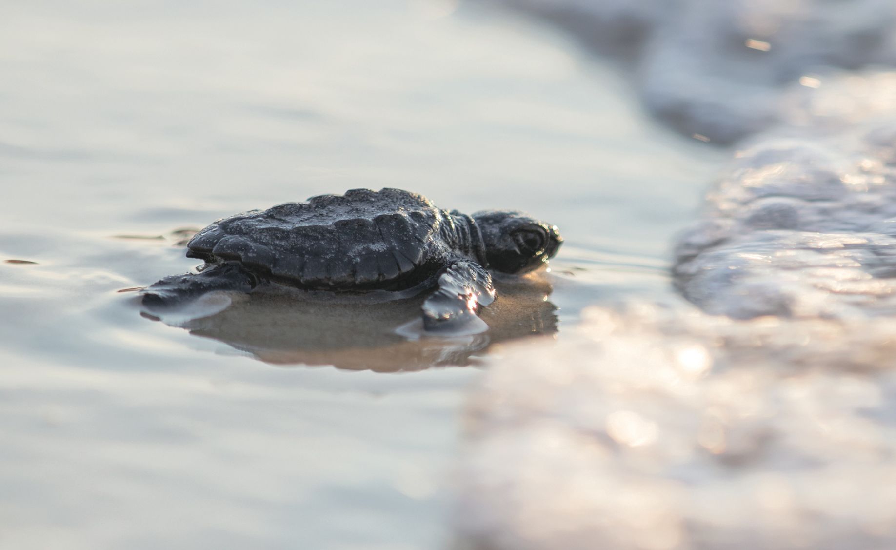 Sea turtle lovers try to boost survival rates